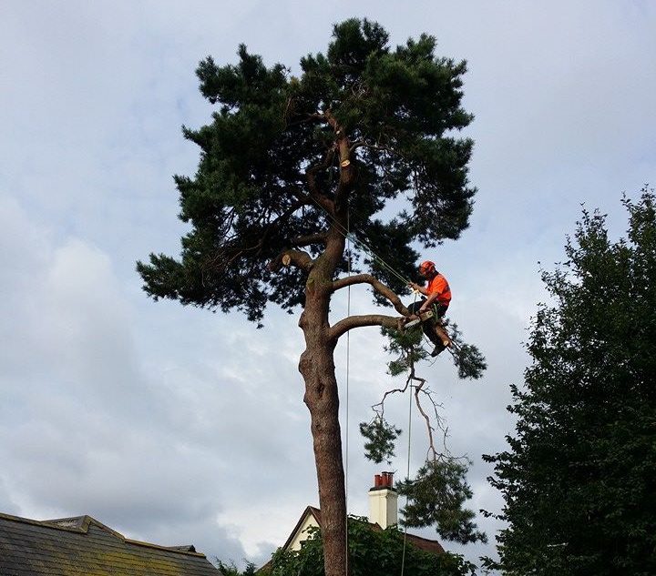 Tree being reduced in height