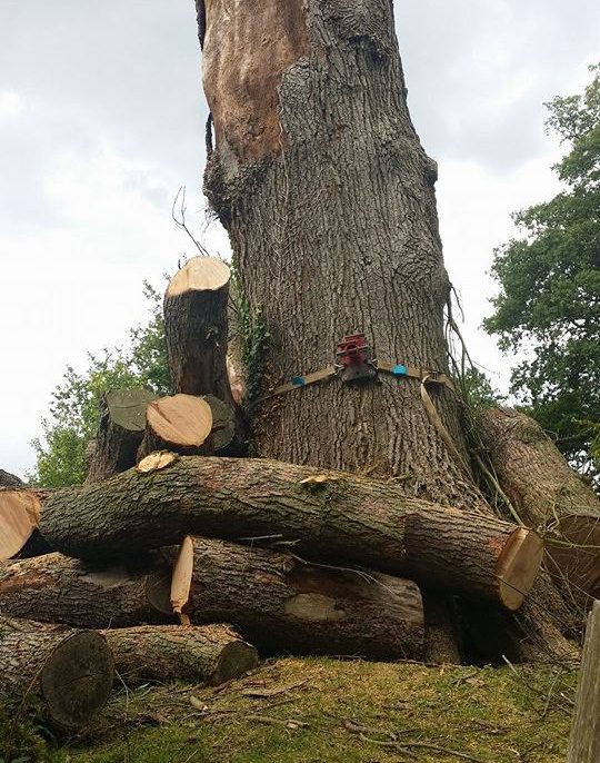 Tree being felled by Property Smiths
